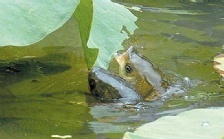 溶解氧含量對(duì)水生生物的意義