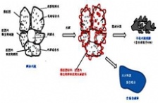 “微生物蛋白提取技術(shù)